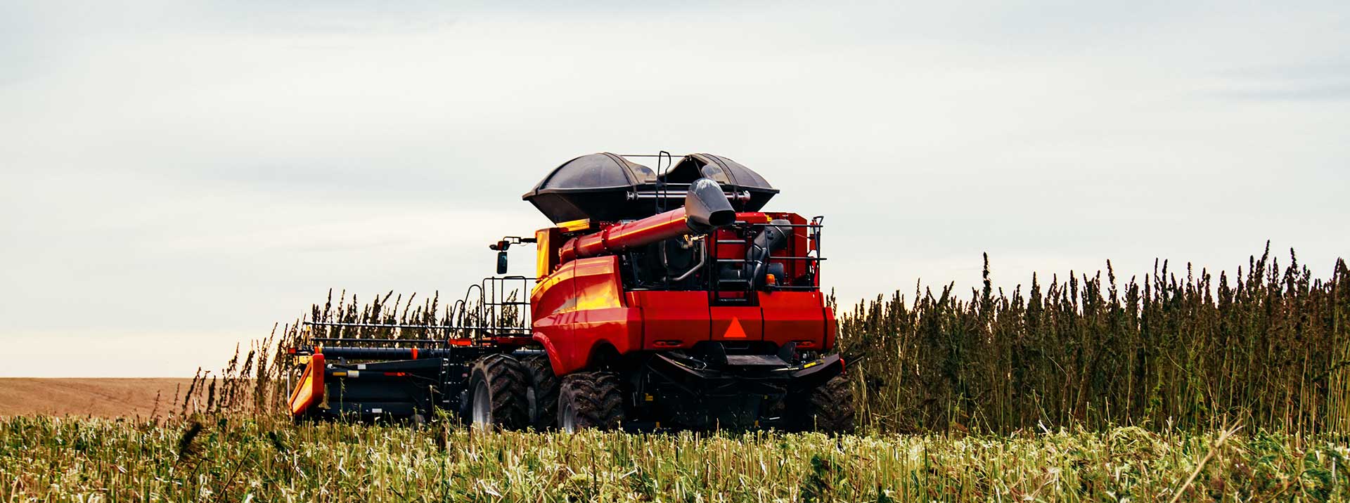 hemp harvest